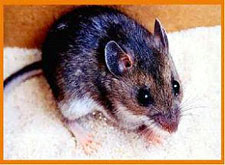 Photo of Deer Mouse