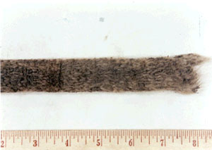 Fatal Investigation Photo